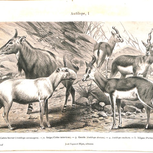 Libro:  Enciclopedia Universal Ilustrada Europeo-Americana 5 (AM-ARCH).