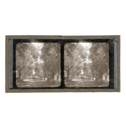 Vista estereoscopica cristal - Phot du Prof. H.Fol. Geneve