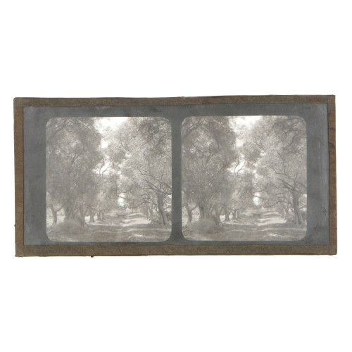 Vista estereoscopica cristal - Phot du Prof. H.Fol. Geneve