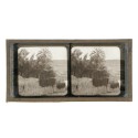 Vista estereoscopica cristal - Phot du Prof. H.Fol. Geneve