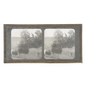 Vista estereoscopica cristal - Phot du Prof. H.Fol. Geneve