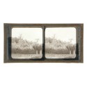 Vista estereoscopica cristal - Phot du Prof. H.Fol. Geneve