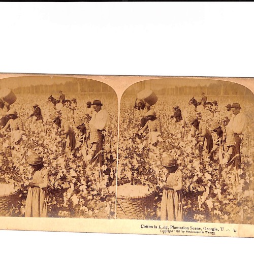 Vista estereoscópica Cotton is King – Plantation Scene, Georgia (U.S.A.)