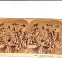 Vista estereoscópica Cotton is King – Plantation Scene, Georgia (U.S.A.)