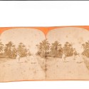 📷 Vista estereoscópica  “Environs de Biskra – Route de Touggourt, escena oasis con viajeros”