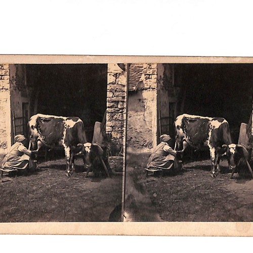📷 Vista estereoscópica escena rural — ordeño de vaca en granja europea