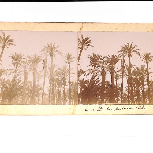 Vista estereoscópica La récolte des palmes (Elche)_La recolección de las palmas.