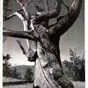 Revista Hasselblad