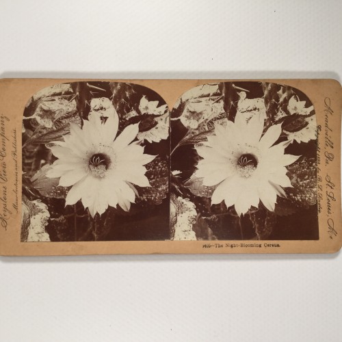 View estereo cardboard