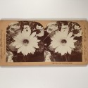 View estereo cardboard