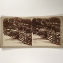 View estereo cardboard