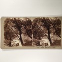 View estereo cardboard