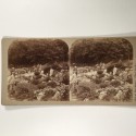 View estereo cardboard