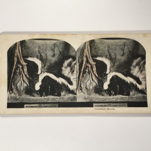 View estereo cardboard