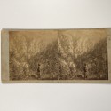 View estereo cardboard