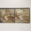 View estereo cardboard