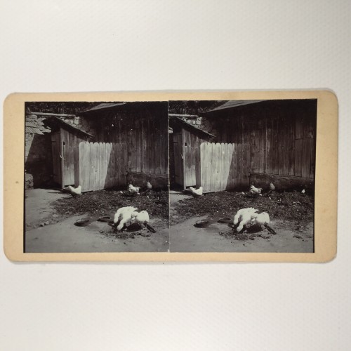 View estereo cardboard