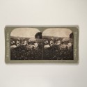View estereo cardboard