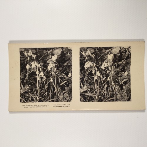 View estereo cardboard