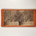 View estereo cardboard