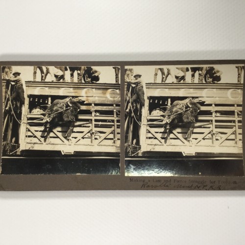 View estereo cardboard