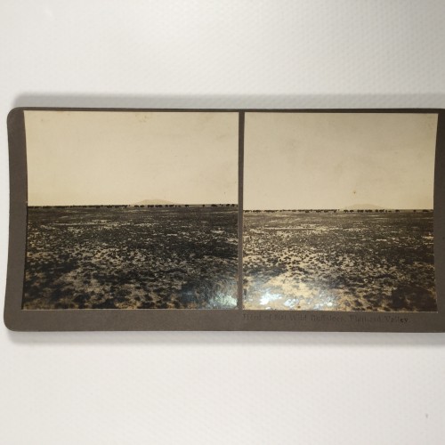 View estereo cardboard