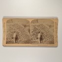 Voir le carton de
