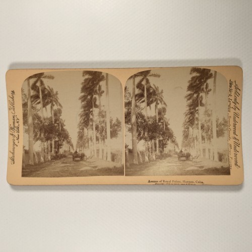 Vista estereo de cartón _ "Avenue of Royal Palms, Havana, Cuba."