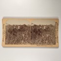 Vista estereo de cartón _ "Results of the War—Grass growing on a neglected Sugar Plantation—Fertile Cuba."