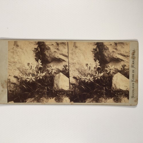 View estereo cardboard