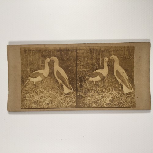 Vista estereo de cartón _ Estudio zoológico que muestra dos aves.