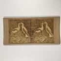Vista estereo de cartón _ Estudio zoológico que muestra dos aves.