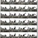 Fotografía histórica / Placa cinematográfica secuencial en papel: Secuencia cronofotográfica de acrobacia (Salto sobre valla).