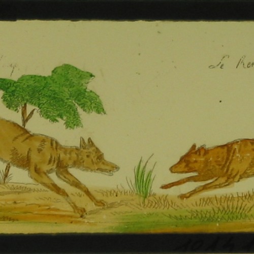 Placa de Linterna Mágica con cuatro escenas de animales salvajes, coloreada a mano