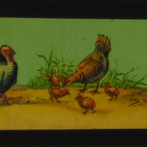 Placa de Linterna Mágica con ilustración a color de diversas aves de corral y acuáticas en una orilla.