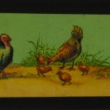 Placa de Linterna Mágica con ilustración a color de diversas aves de corral y acuáticas en una orilla.