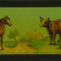 Placa de Linterna Mágica con animales cuadrúpedos: burro, caballo, vaca y ciervo
