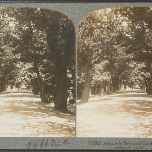 Tarjeta estereoscópica 'The Eureka Stereograph' - Jardines Botánicos de Ciudad del Cabo