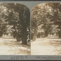 Tarjeta estereoscópica 'The Eureka Stereograph' - Jardines Botánicos de Ciudad del Cabo