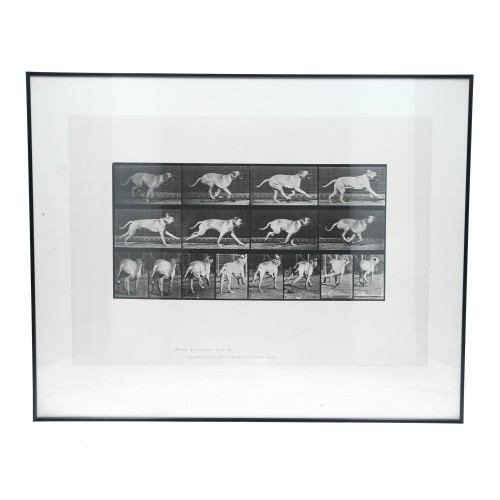 Cuadro fotografia Animal Locomotion - Eadweard Muybridge