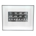 Cuadro fotografia Animal Locomotion - Eadweard Muybridge