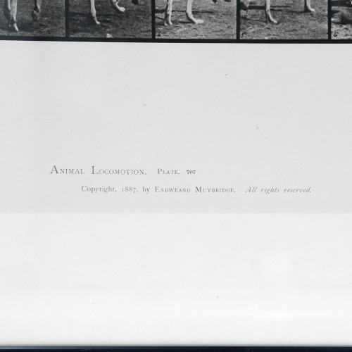 Cuadro fotografia Animal Locomotion - Eadweard Muybridge