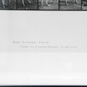 Cuadro fotografia Animal Locomotion - Eadweard Muybridge