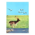 Libro La chase photographique, J.-M. Baufle et J.-P. Varin