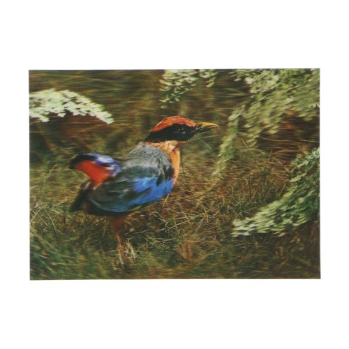 Postal 3D Fairy Pitta