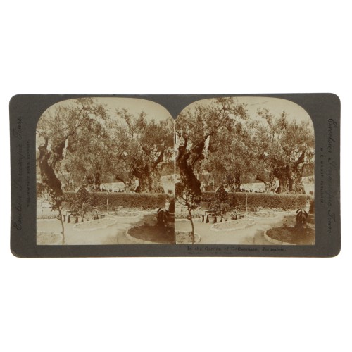 Vista estereoscopica Excelsior Stereoscopic Tours - M.E.Wright - Jardin de Getsemani, Palestina