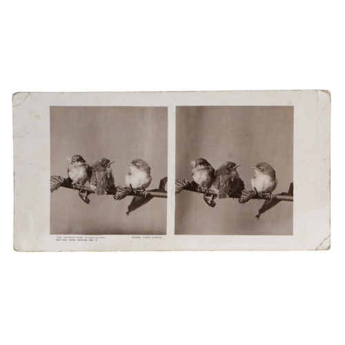 Vista estereoscopica The Country-Side Stereograph - British Bird Series Nº3