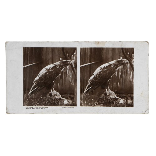 Vista estereoscopica The Country-Side Stereograph - British Bird Series Nº5