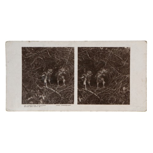 Vista estereoscopica The Country-Side Stereograph - British Bird Series Nº7