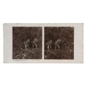 Vista estereoscopica The Country-Side Stereograph - British Bird Series Nº7